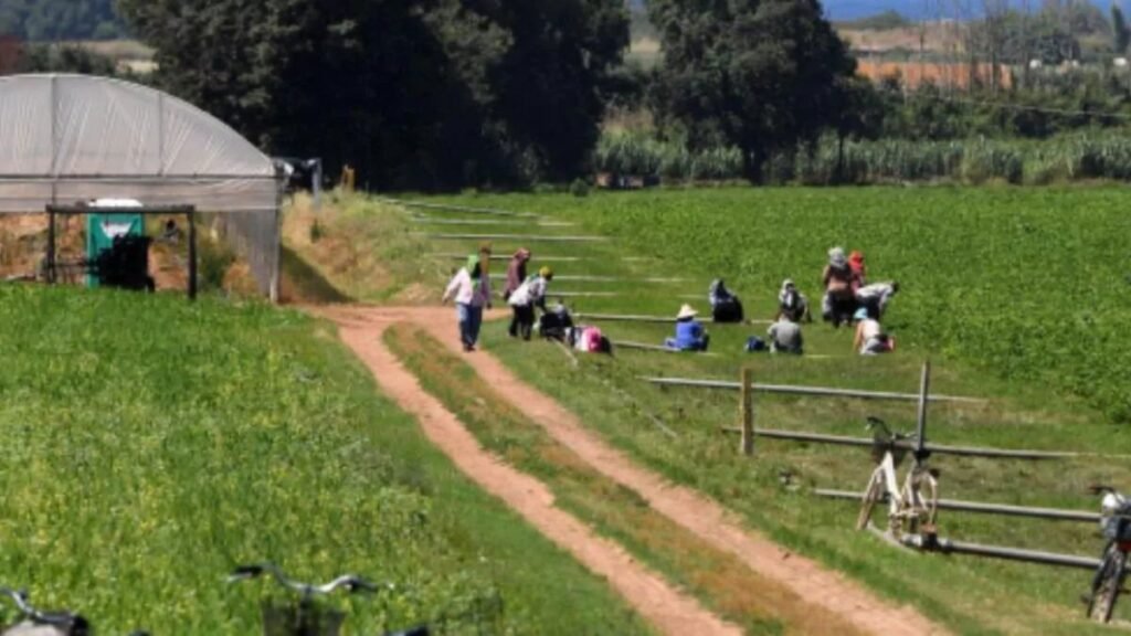 Condenan a 16 años de prisión a empresario italiano por abandonar a jornalero gravemente herido tras accidente laboral
